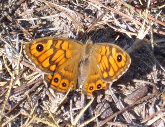 farfalle da identificare